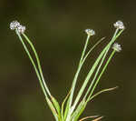 Gulf pipewort